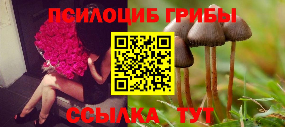 Псилоцибиновые грибы Psilocybe Алушта